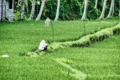 Bali04-east-image003