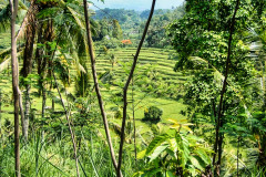 Bali04-east-image011