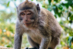Bali04-nord-image017