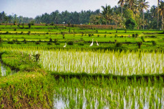 Bali04-nord-image026