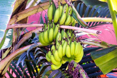 Bali04-sanur-image003