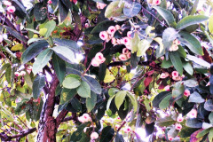 Bali04-segara-image011