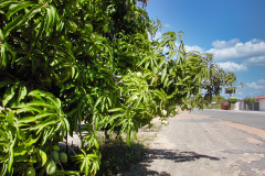 Brasil0304-Itaicacba-02