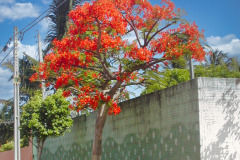 Brasil0304-Itaicacba-11