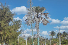 Brasil0304-Itaicacba-12