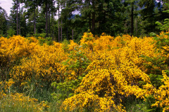 USNW-0604-100_1293