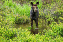 USNW-0606-100_1411