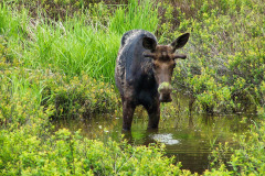 USNW-0606-100_1413