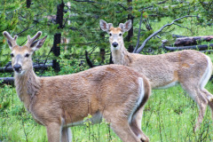USNW-0609-100_1509