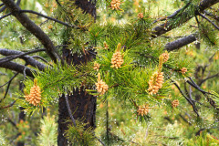USNW-0609-100_1515