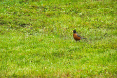 USNW-0609-100_1528