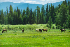 USNW-0611-100_1610