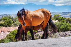 USNW-0617-100_2026