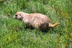 USNW-0618-100_2103