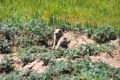USNW-0618-image076