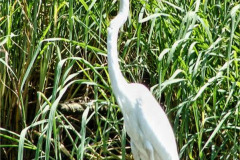 CR06-05-31-img26