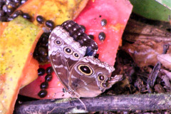 CR06-06-01-IMG34