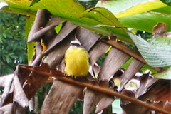 CR06-06-01-IMG54