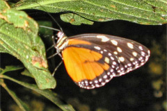CR06-06-02-img30