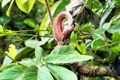 CR06-06-05-img74