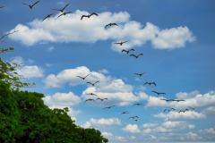 CR06-06-08-img38