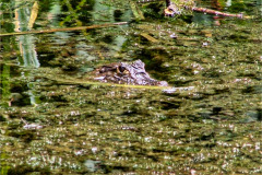 CR06-06-17-img10