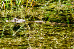 CR06-06-17-img13