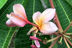 C07-05-26-bild12