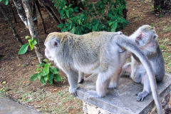 Bali08-4-pic09