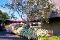 Bali08-4-pic12