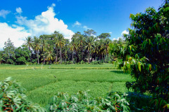 Bali08-4-pic27