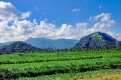 Bali08-4-pic37