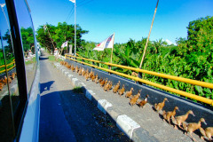 Bali08-4-pic42