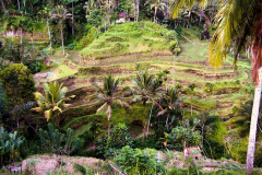 Bali08-3-pic23