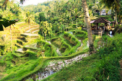 Bali08-3-pic27