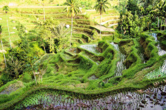Bali08-3-pic29