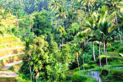 Bali08-3-pic55
