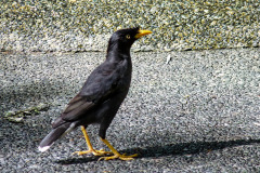Singapore05-01-bild07