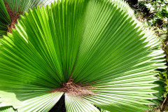 Singapore05-01-bild14