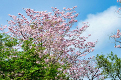CR2010-03-03-pic09