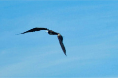 CR2010-03-05-pic07