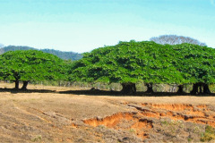 CR2010-03-07-pic03