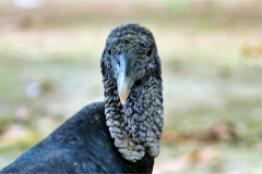 CR2010-02-23-pic06