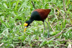 CR2010-02-24-pic09