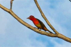 CR2010-03-04-pic05