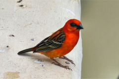 Mauritius-16-11-pic05