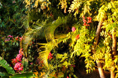 Mauritius-16-11-pic07