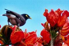 Mauritius-17-11-pic01