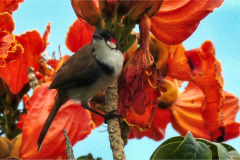 Mauritius-17-11-pic02