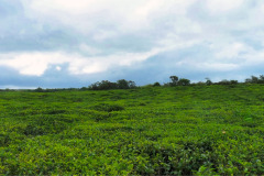 Mauritius-17-11-pic14